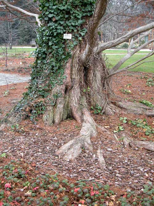 metasequoia glyptostroboides 16