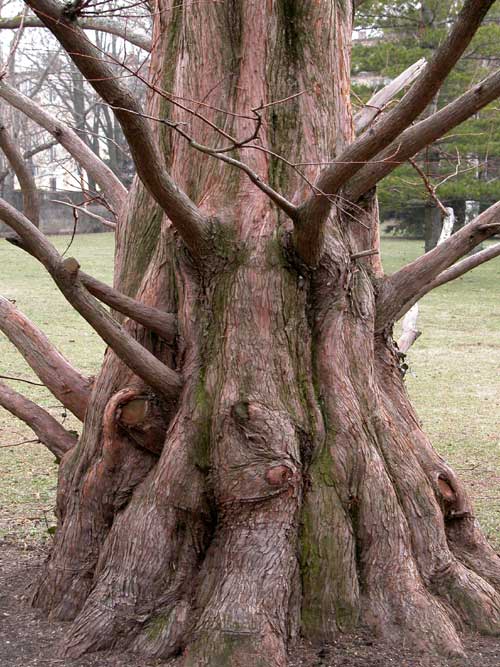 metasequoia glyptostroboides 17