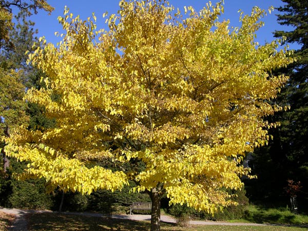 morus australis 02