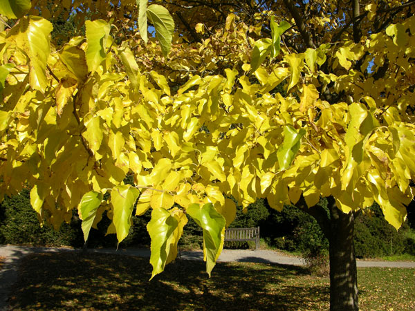 morus australis 03