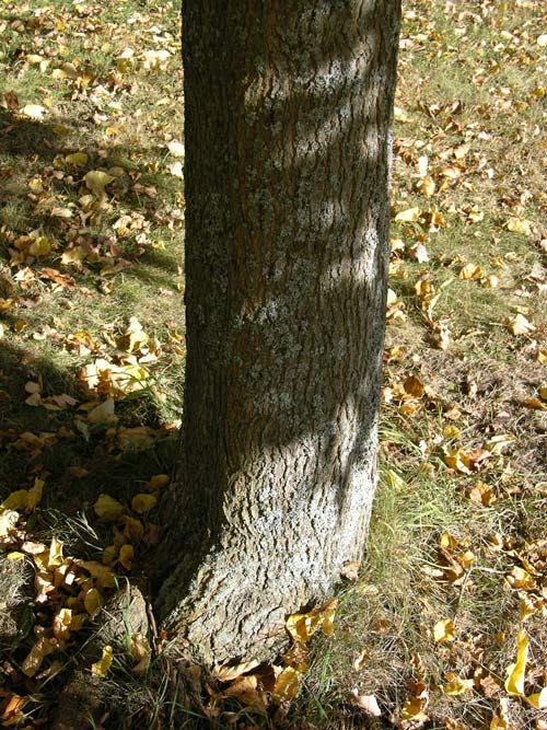 morus australis 04