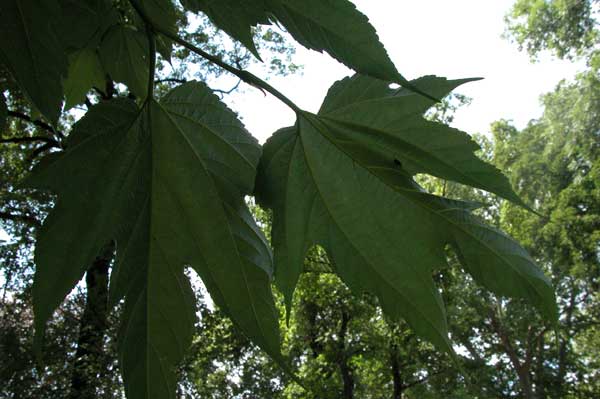 morus sp 03