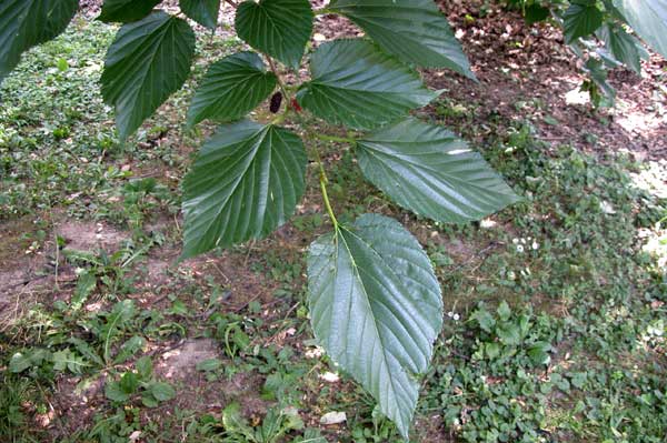 morus sp 04