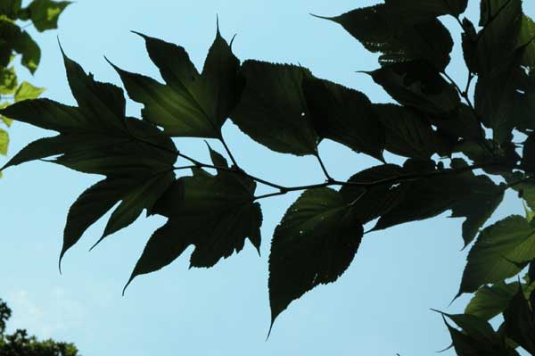 morus sp 06
