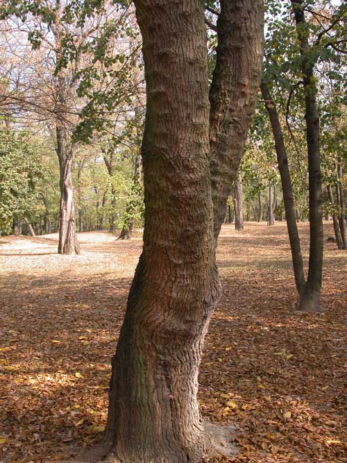 morus sp 11