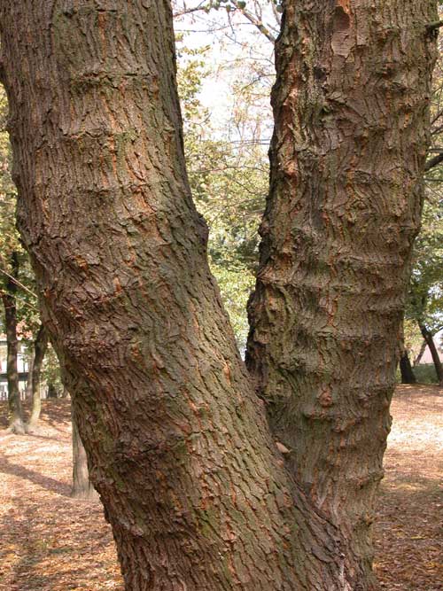 morus sp 12