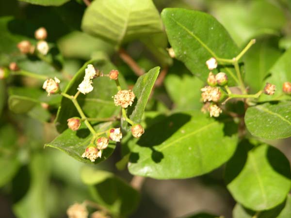 myrceugenia exsucca 01