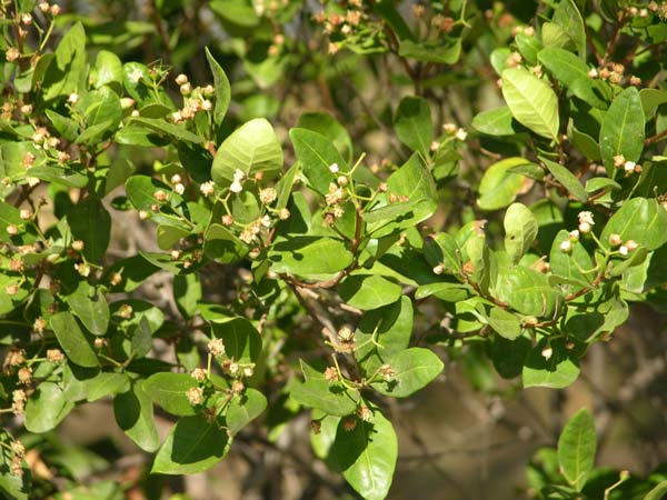 myrceugenia exsucca 02