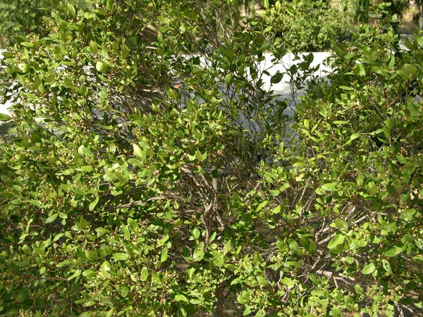 myrceugenia exsucca 03