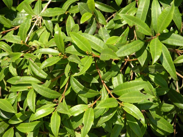 myrceugenia planipes 01