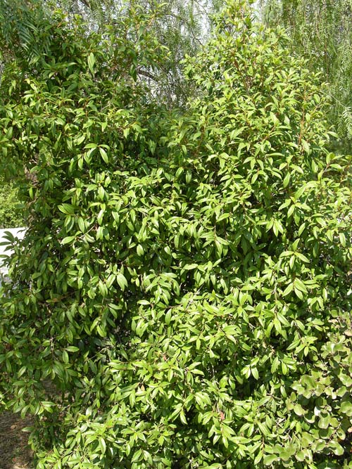 myrceugenia planipes 02