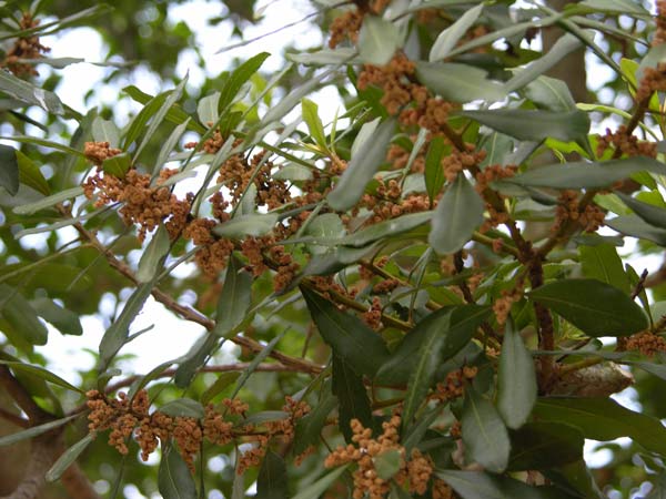 myrica faya 01