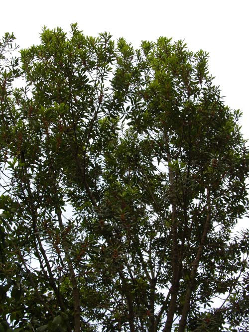 myrica faya 02