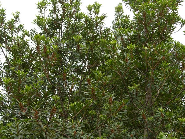 myrica faya 03