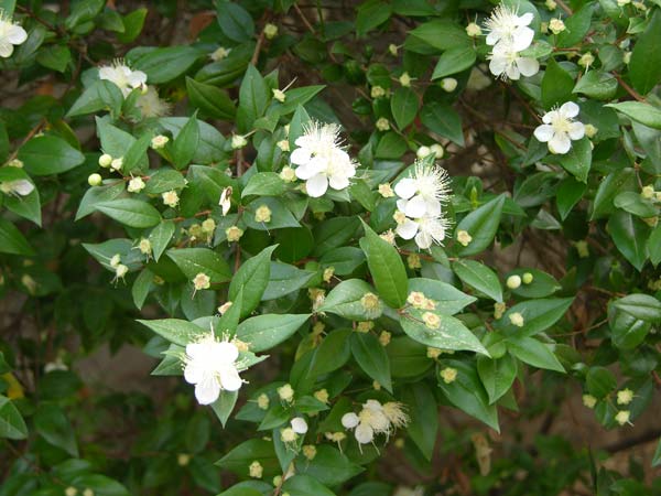 myrtus communis 01