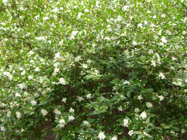 myrtus communis 02