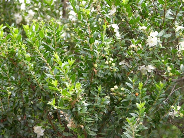 myrtus communis 03
