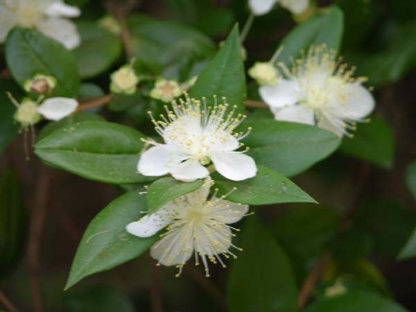myrtus communis 04