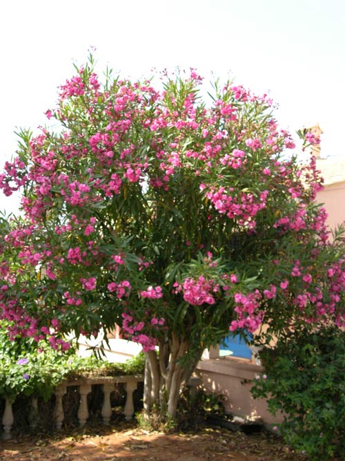 nerium oleander 01