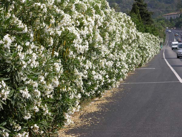 nerium oleander 02