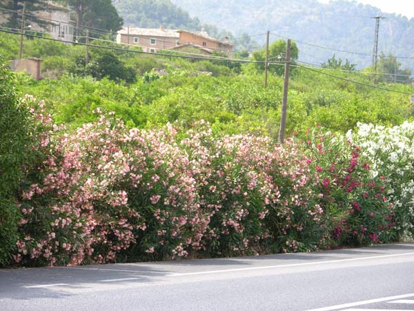 nerium oleander 03