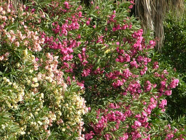 nerium oleander 04