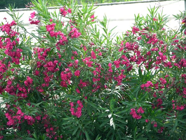 nerium oleander 07