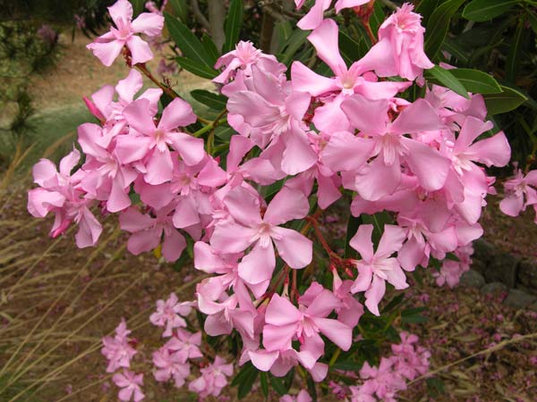 nerium oleander 08
