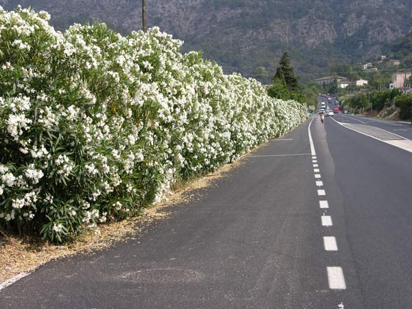 nerium oleander 09