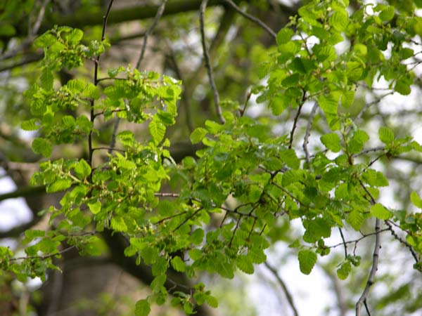nothofagus obliqua 1