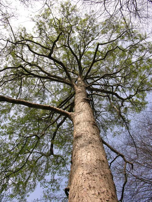 nothofagus obliqua 3