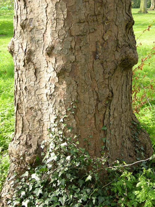 nothofagus obliqua 4