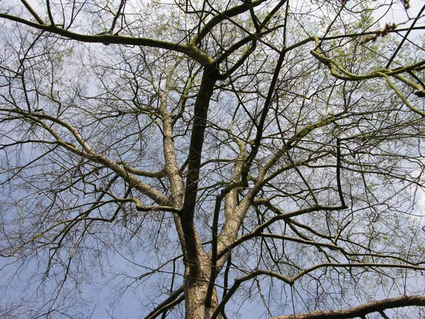 nothofagus obliqua 5