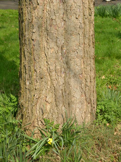 nothofagus obliqua 6