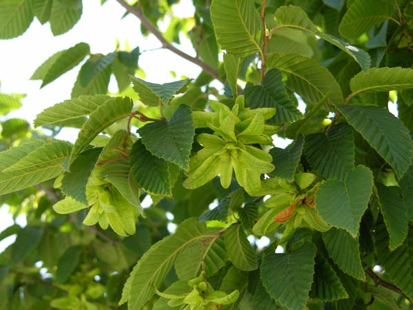 nothofagus obliqua 8