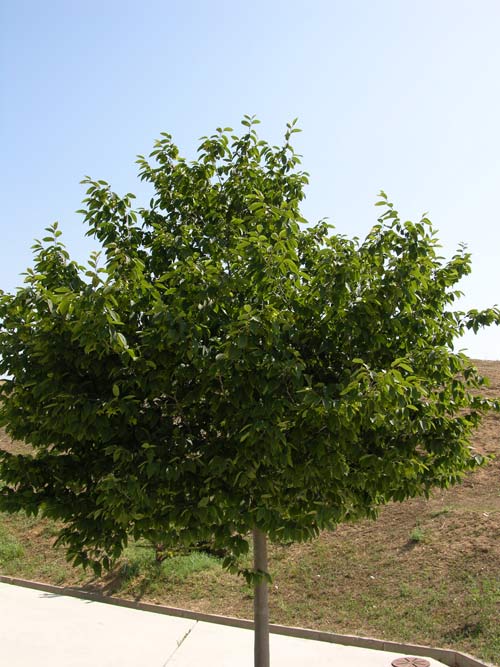 nothofagus obliqua 9