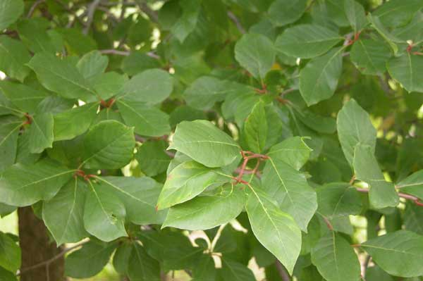 nyssa sylvatica 01