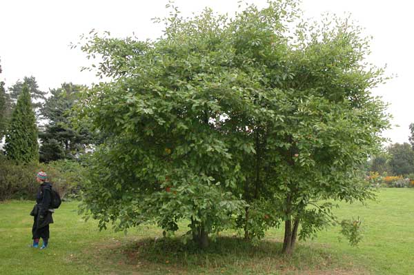 nyssa sylvatica 03