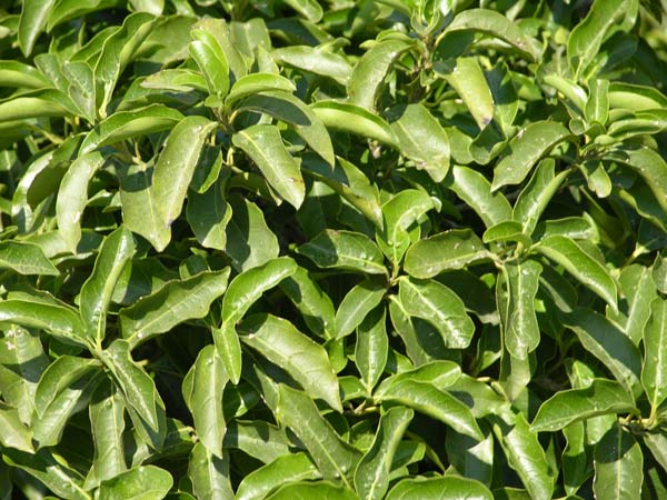 ocotea foetens 01