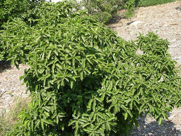 ocotea foetens 02