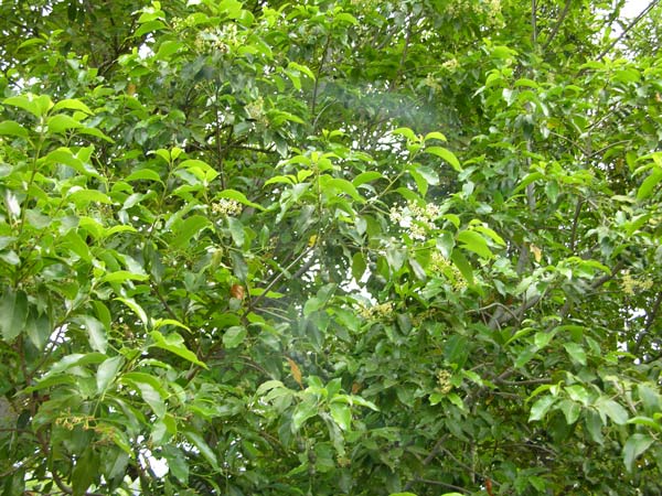 ocotea foetens 03
