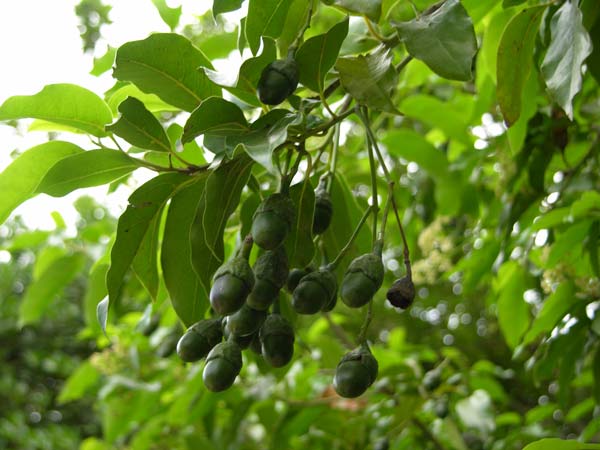 ocotea foetens 05