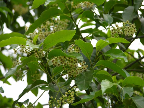 ocotea foetens 06