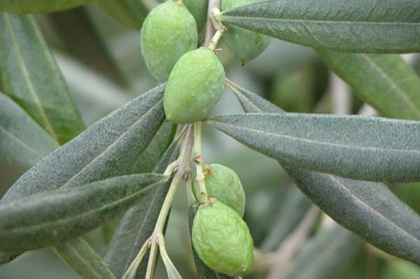 olea europaea 01