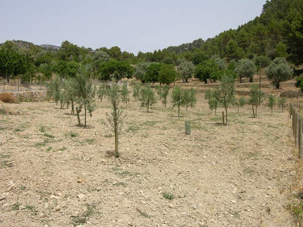 olea europaea 02