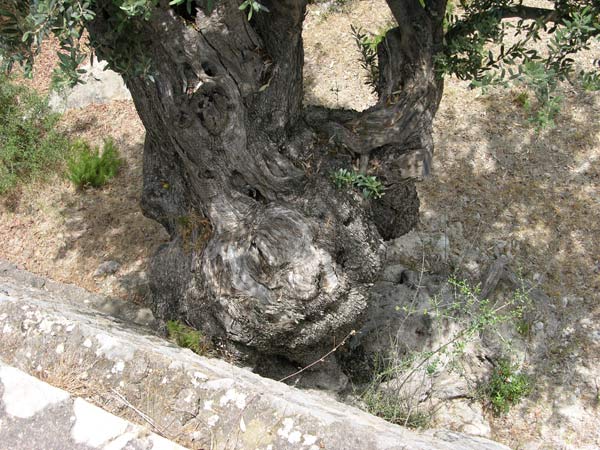 olea europaea 03