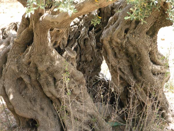 olea europaea 04