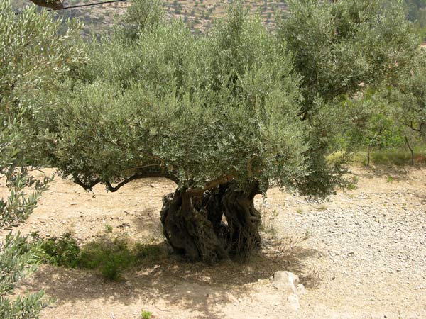 olea europaea 05