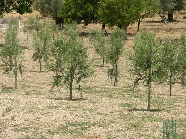 olea europaea 06