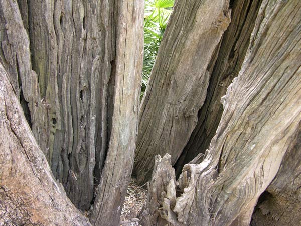 olea europaea 07
